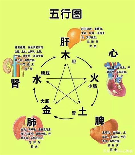 五行六腑|臟腑